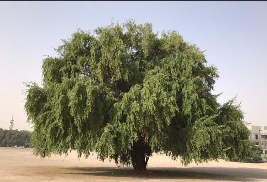 شجرة السدر